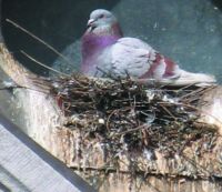 photo_pigeon_3_sur_nid photo_pigeon_3_sur_nid